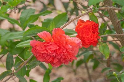 Punica granatum - انار